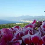 Va